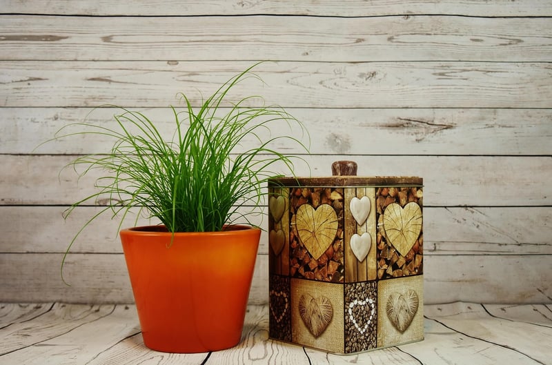 Tin can planters